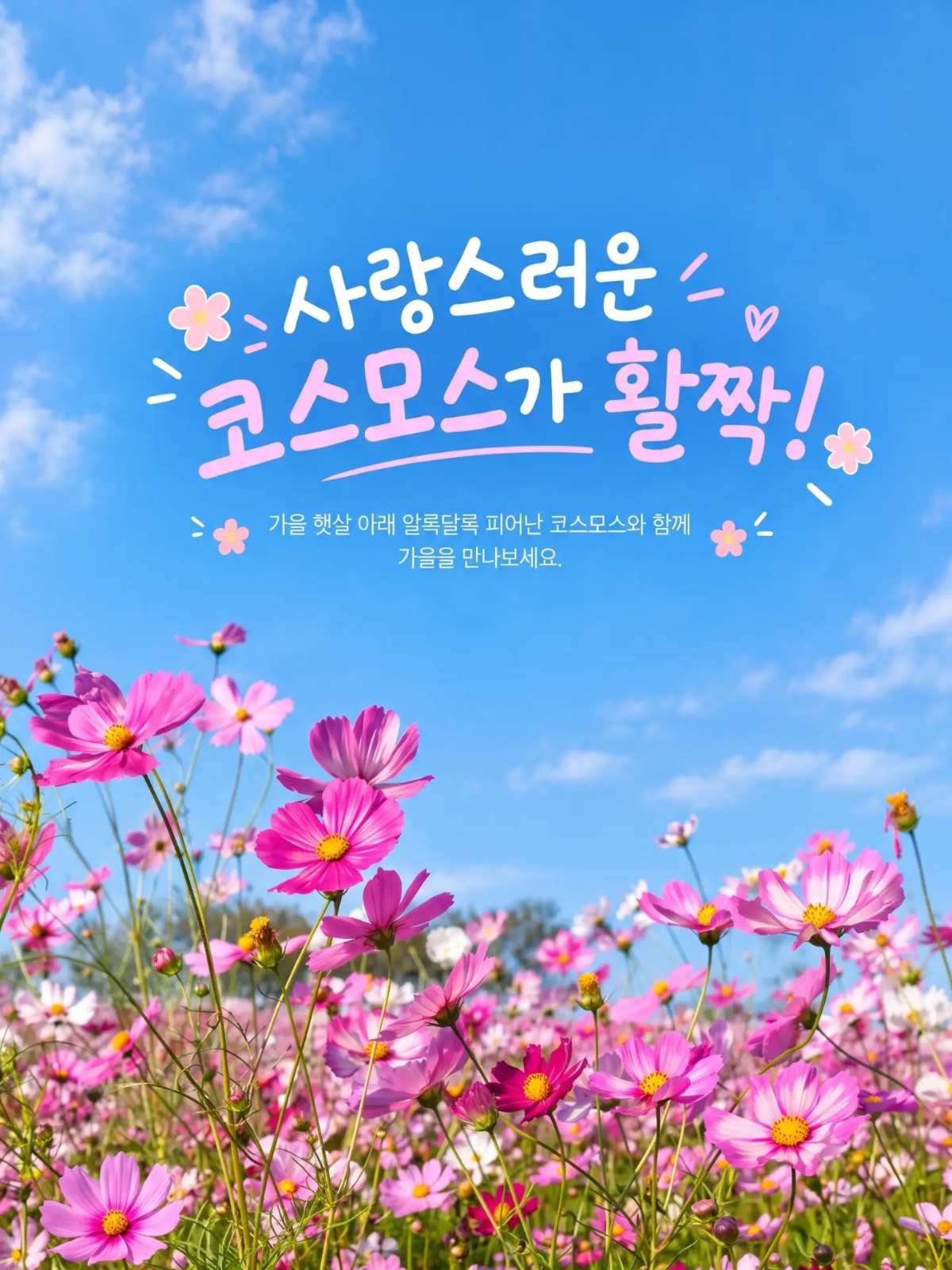 안성팜랜드 코스모스 활짝! 핑크뮬리까지 가을 나들이 추천 🌸💗