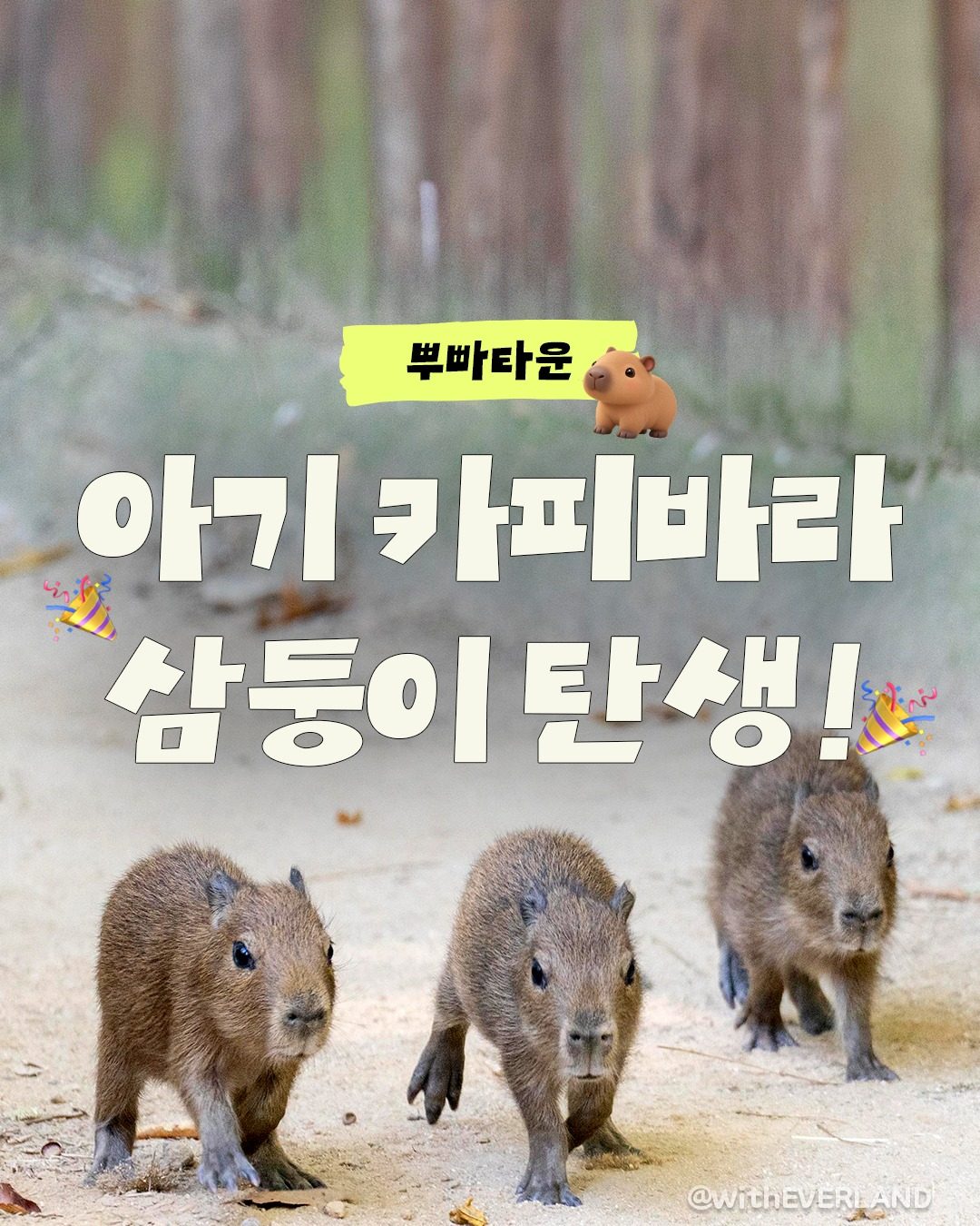 # 에버랜드 뿌빠타운 아기 카피바라 삼둥이 탄생! 🐹💛